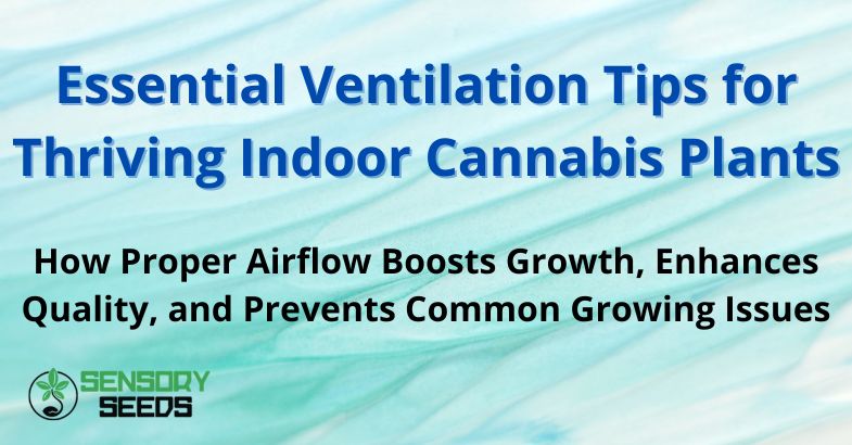 Essential Ventilation Tips for Thriving Indoor Cannabis Plants