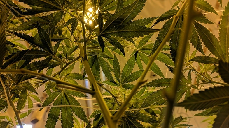 How to avoid cannabis overcrowding