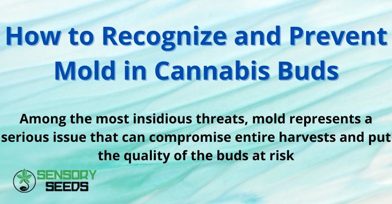 How to Recognize and Prevent Mold in Cannabis Buds