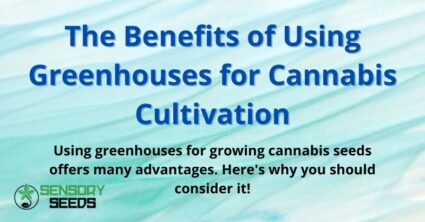 The Benefits of Using Greenhouses for Cannabis Cultivation