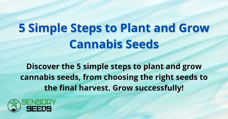 5 Simple Steps to Plant and Grow Cannabis Seeds