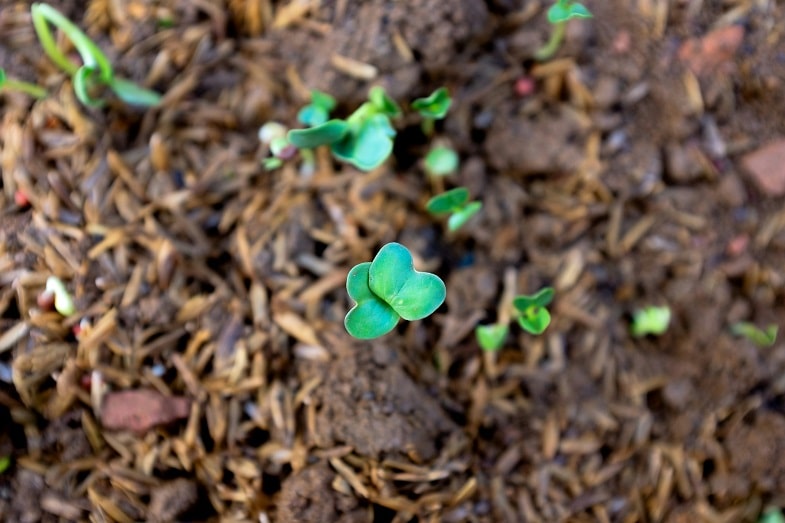 Planting and Germinating Cannabis Seeds