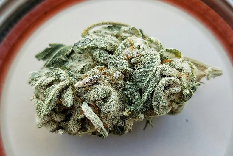 Maturation, Harvesting, and Drying