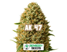 Resinous bud of the AK 47 strain by Sensoryseeds