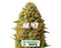 24458 Resinous bud of the AK 47 strain by Sensoryseeds