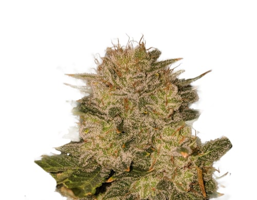 How to Best Grow Autoflowering Cannabis Seeds