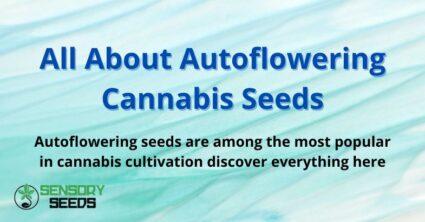 All About Autoflowering Cannabis Seeds