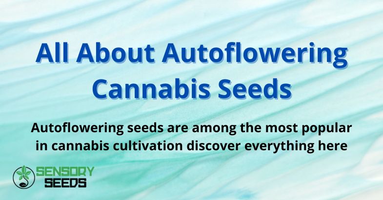 All About Autoflowering Cannabis Seeds