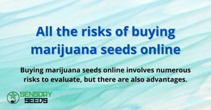 All the risks of buying marijuana seeds online