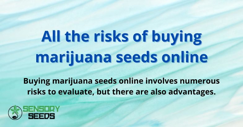 All the risks of buying marijuana seeds online