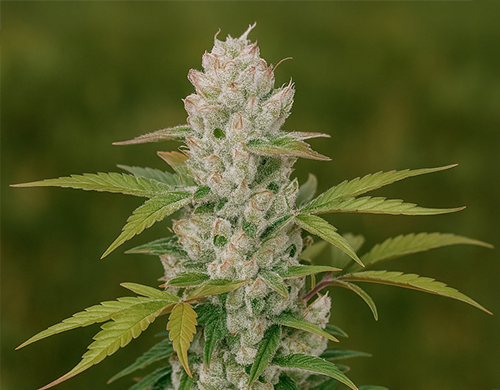 Outdoor-grown Girl Scout Cookiesplant in flowering stage