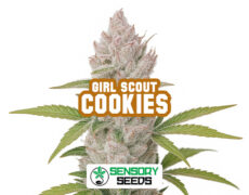 Resinous bud of the Girl Scout Cookiesstrain by Sensoryseeds