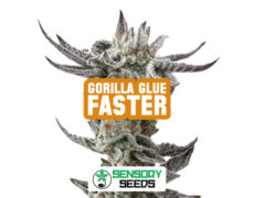 Resinous bud of the Gorilla Glue Faster strain by Sensoryseeds