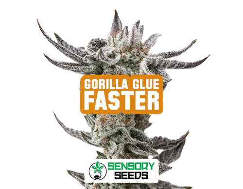 Resinous bud of the Gorilla Glue Faster strain by Sensoryseeds