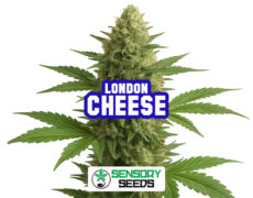 Resinous bud of the London Cheese strain by Sensoryseeds