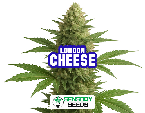 Resinous bud of the London Cheese strain by Sensoryseeds