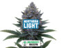 Resinous bud of the Northern Light strain by Sensoryseeds