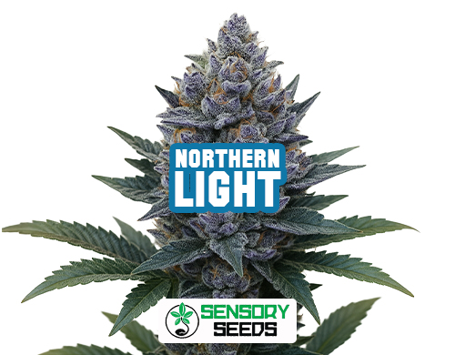 Resinous bud of the Northern Light strain by Sensoryseeds