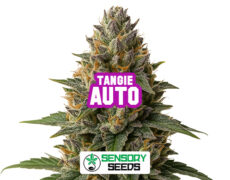 Resinous bud of the Tangie Auto strain by Sensoryseeds