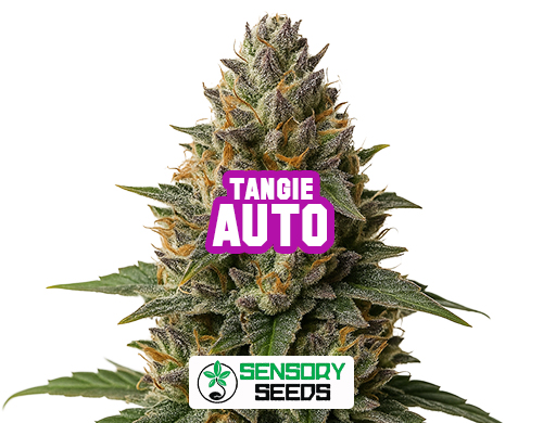 Resinous bud of the Tangie Auto strain by Sensoryseeds