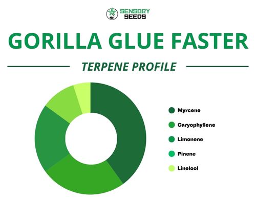 Pie chart of the terpene profile of the Gorilla Glue Faster strain