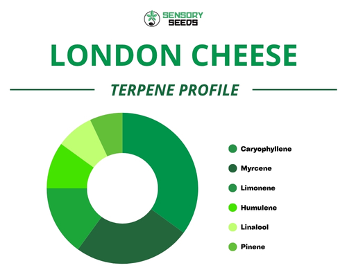 Pie chart of the terpene profile of the London Cheese strain