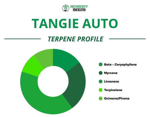 Pie chart of the terpene profile of the Tangie Auto strain