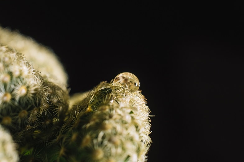 The Different Types of Rosin