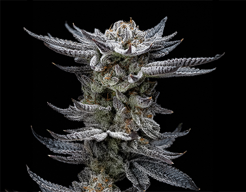Plant of Gorilla Glue Auto