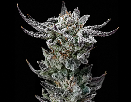 Plant of Gorilla Glue Faster