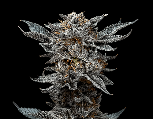 Plant of Gorilla Glue Fem