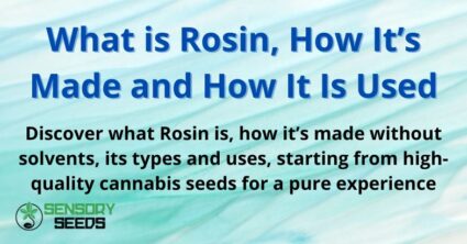 What is Rosin, How It’s Made and How It Is Used