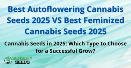 Best Autoflowering Cannabis Seeds 2025 VS Best Feminized Cannabis Seeds 2025