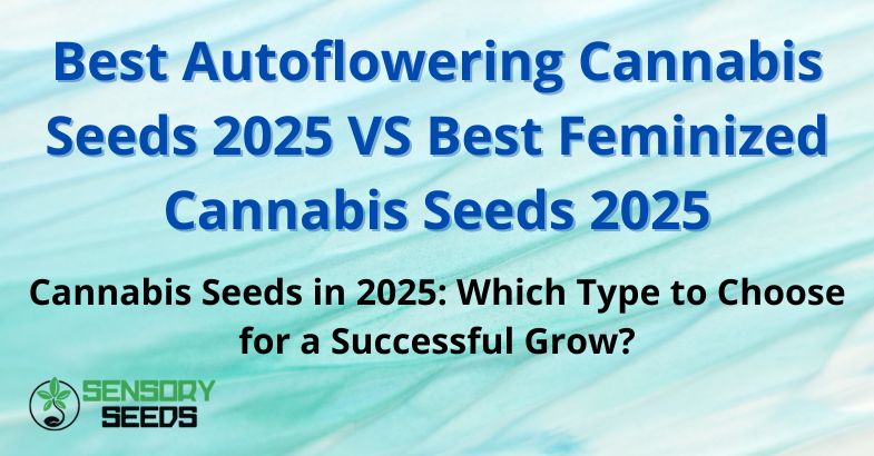 Best Autoflowering Cannabis Seeds 2025 VS Best Feminized Cannabis Seeds 2025