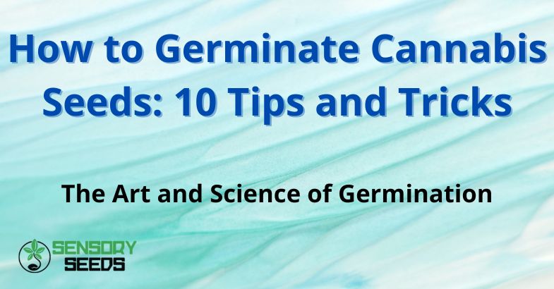 How to Germinate Cannabis Seeds: 10 Tips and Tricks