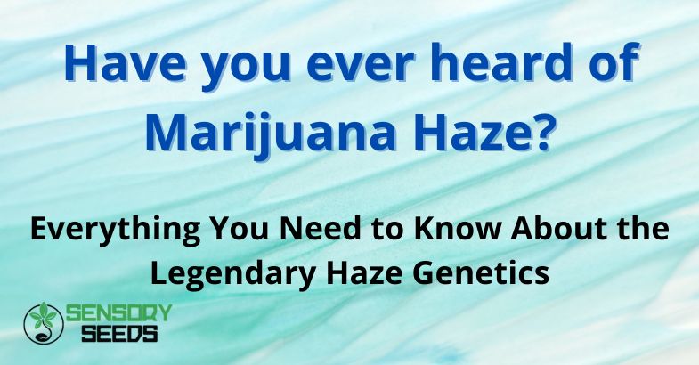 Have you ever heard of Marijuana Haze?