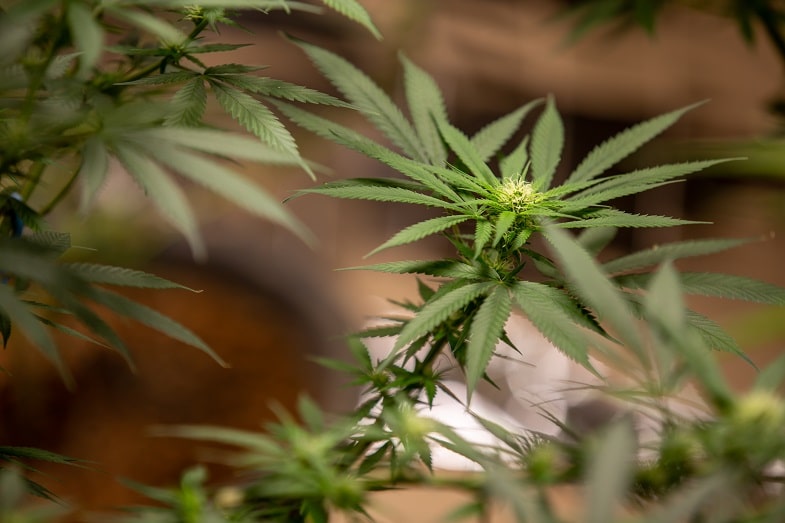 What is Ruderalis Cannabis?