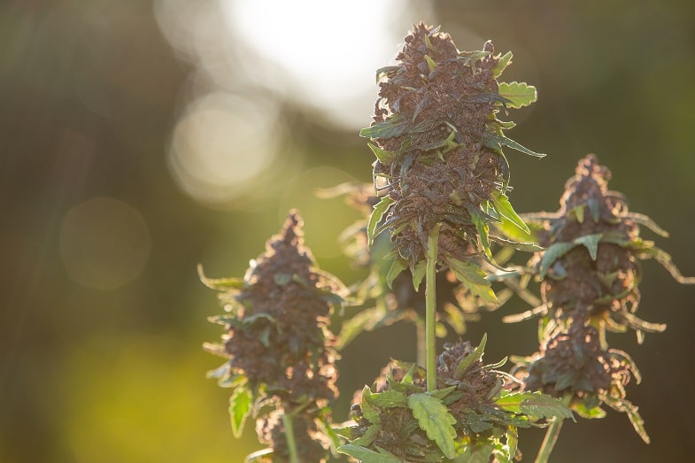 The Advantages of Cannabis Ruderalis