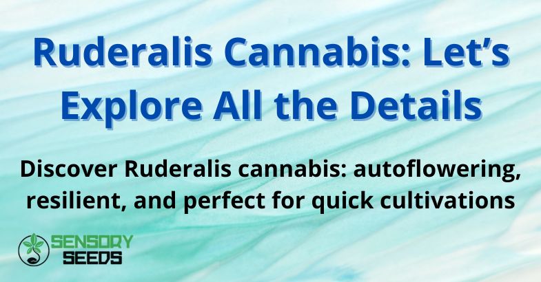 Ruderalis Cannabis: Let’s Explore All the Details