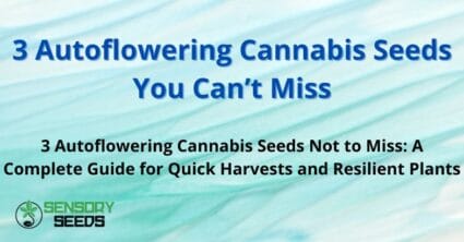 3 Autoflowering Cannabis Seeds You Can’t Miss