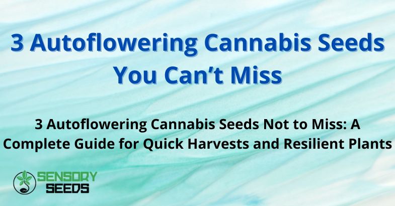 3 Autoflowering Cannabis Seeds You Can’t Miss