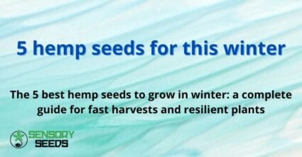 5 hemp seeds for this winter