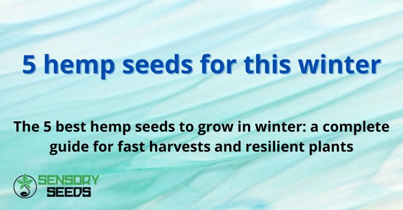 5 hemp seeds for this winter