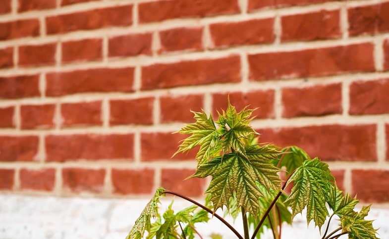 Cannabis and Modern Uses