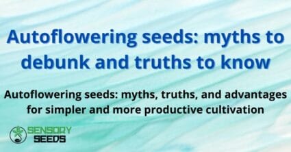 Autoflowering seeds: myths to debunk and truths to know
