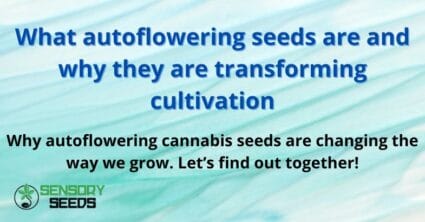 What autoflowering seeds are and why they are transforming cultivation