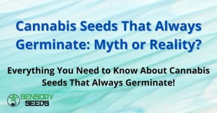 Cannabis Seeds That Always Germinate: Myth or Reality?