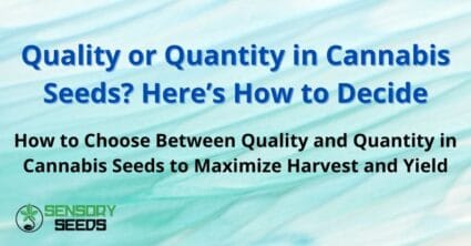Quality or Quantity in Cannabis Seeds? Here’s How to Decide