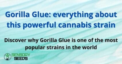 Gorilla Glue: everything about this powerful cannabis strain