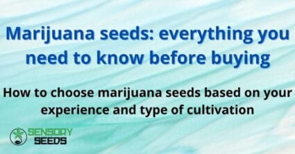 Marijuana seeds: everything you need to know before buying